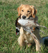 Pow holds a pheasant rooster, what a nice mouth! 