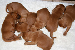 Sassy's Puppies, Males and Females