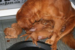 Sassy cleans her puppies