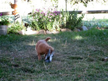 Sassy puppies do their bird evaluations