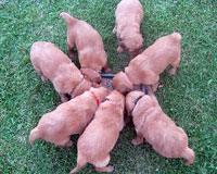 The puppies crowd around to eat one of their first meals outside