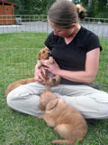 Tiff plays with the puppies