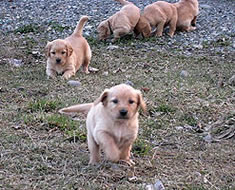 After receiving their first vaccine with us, the puppies play and explore in the outdoors