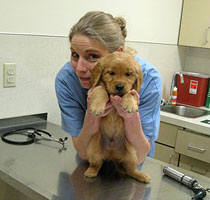 Puppy Health Exams at age 6 weeks