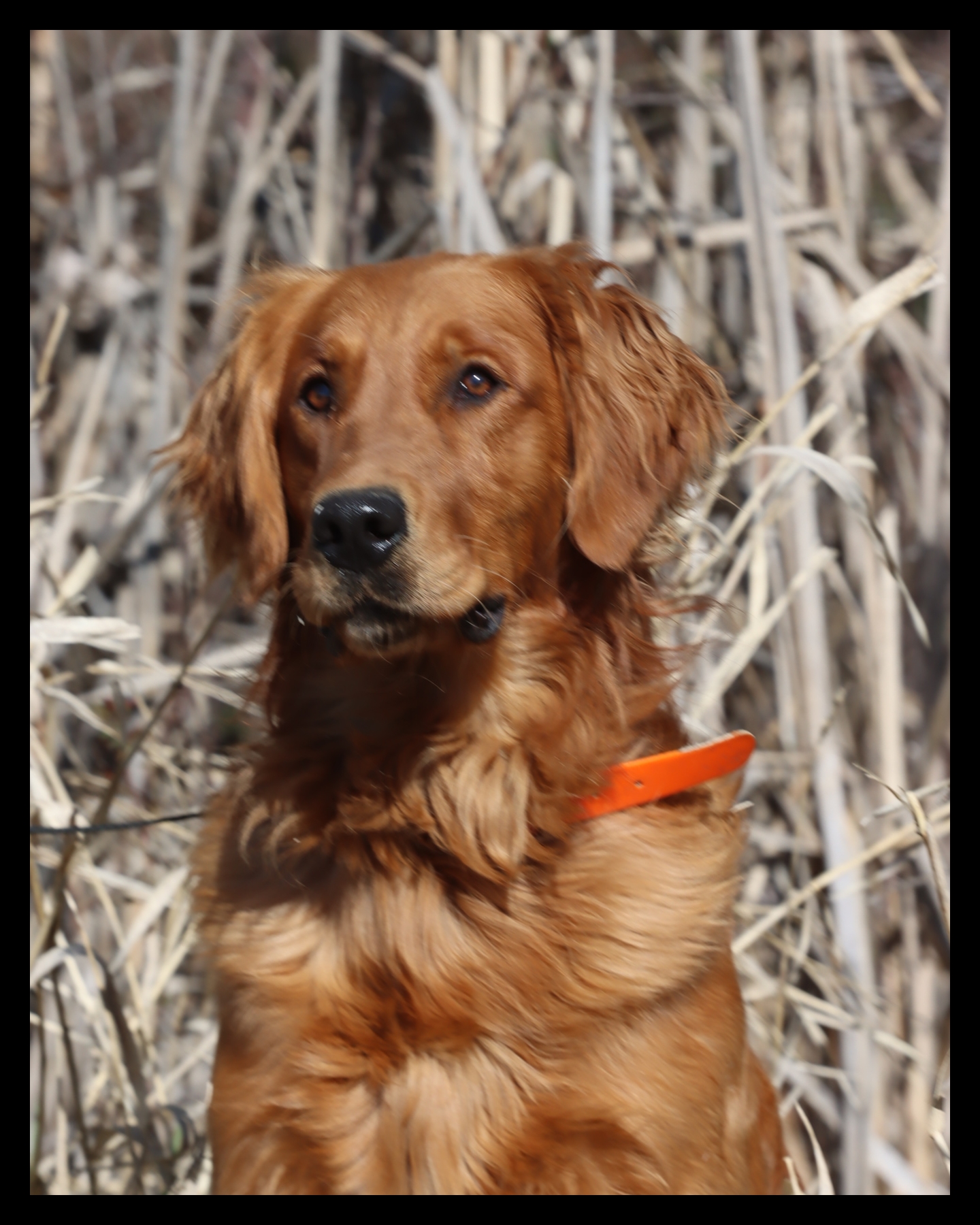 Fringe, a SkyRiver Golden Retriever